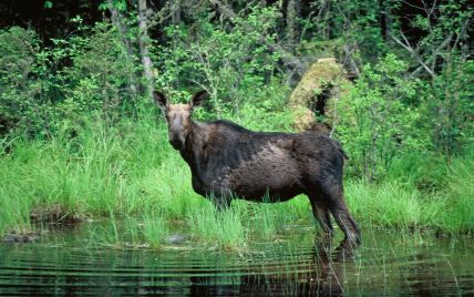На Черниговщине охотники застрелили краснокнижного лося
