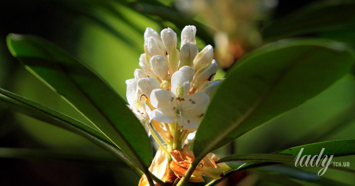 Рододендрон