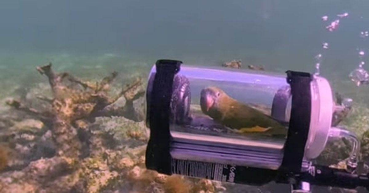 Папуга на ім’я Бебе плаває у морі