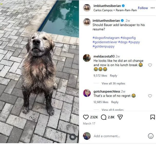 Скрін відео imbluethesiberian 