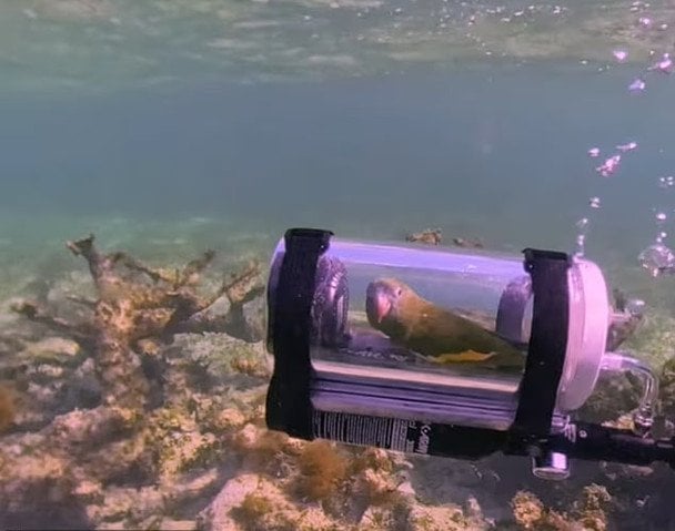 Власник відправив папугу Бебе у підводну пригоду: у Мережі розгорівся скандал (відео)