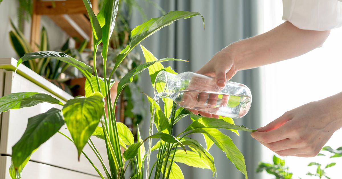 Як доглядати за кімнатними рослинами взимку