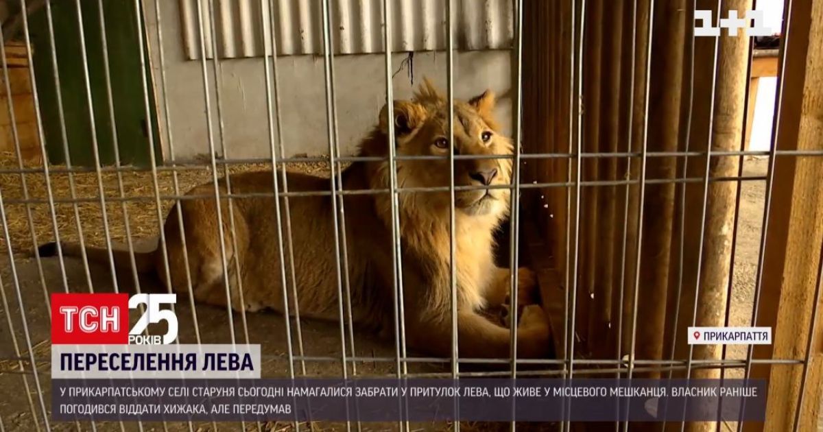 На Прикарпатті лева намагалися завезти до притулку: хто став на заваді