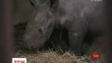 У чеському зоопарку вперше показали маля носорога