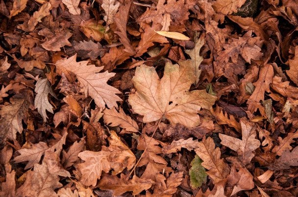 Народні прикмети 8 жовтня / © pexels.com
