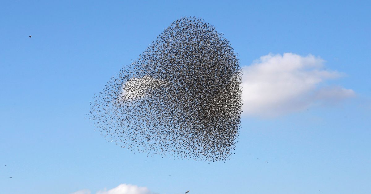 Зграя перелітних шпаків летить у небі недалеко від міста Беер-Шева на півдні Ізраїлю. / © Reuters