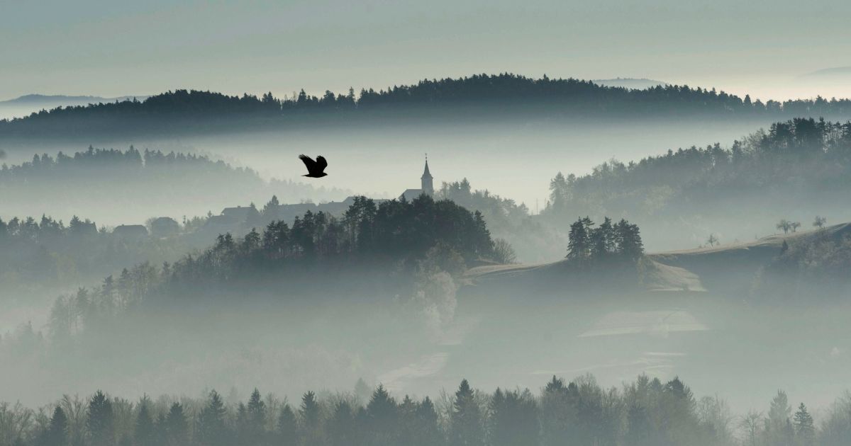 Птах летить над туманною місцевістю у Злебе, Словенія. / © Reuters