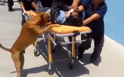 Настоящая верность. В Перу собаки поехали в больницу с хозяином и не покидали его ни на миг