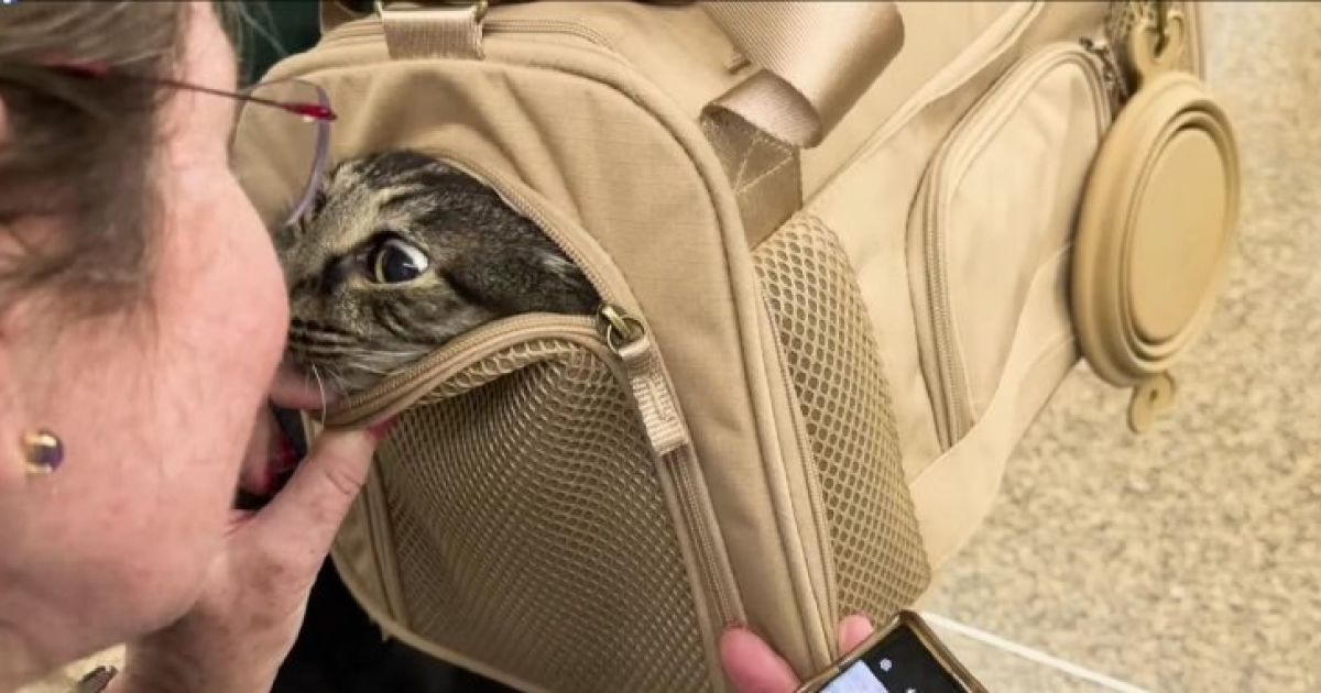 Кот нашёлся через 12 лет