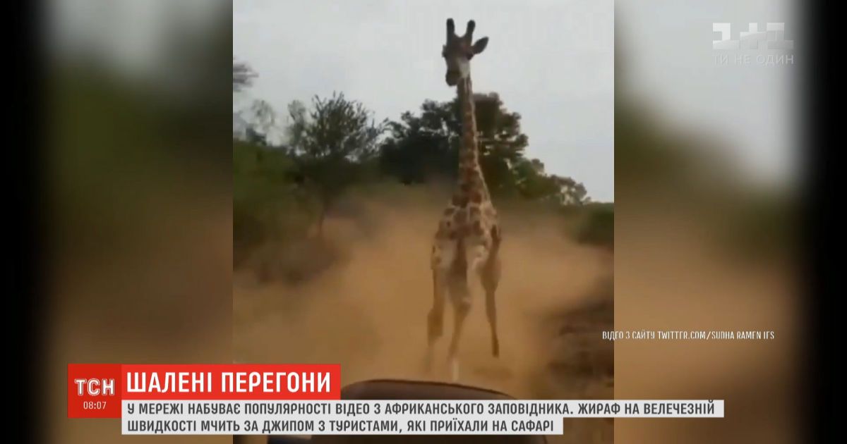 В сети набирает популярность видео, на котором жираф мчится за джипом с туристами