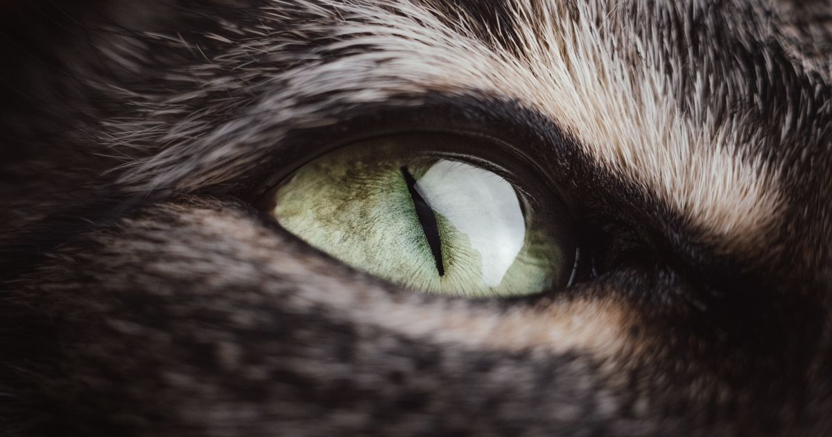 Дрони з "котячими очима" зможуть відстежувати цілі точніше, ніж будь-коли раніше.