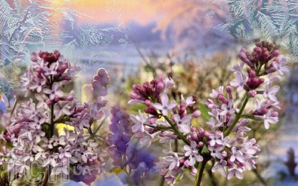 В Киеве в октябре зацвела сирень / Коллаж ТСН.ua