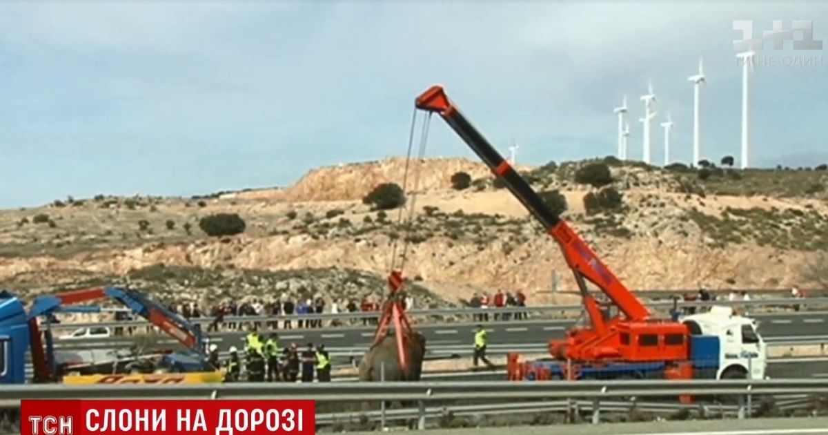 В Іспанії у ДТП перекинулася фура зі слонами