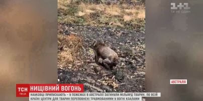 Мільярд тварин могли загинути під час пожеж в Австралії - вчені