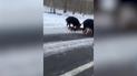 На Волыни сняли на видео семейство диких кабанов