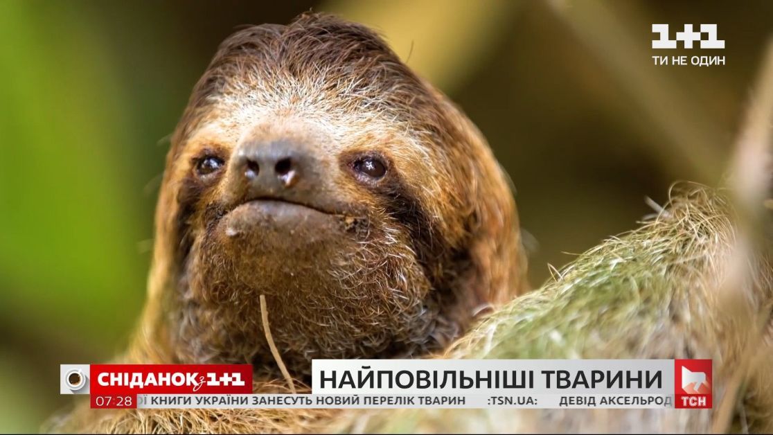 Солдаты. Все сезоны