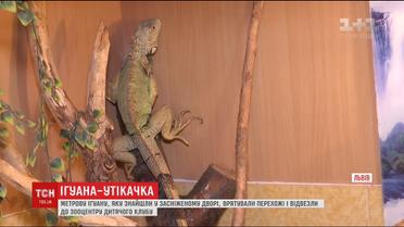 У Львові біля смітника знайшли метрову ящірку