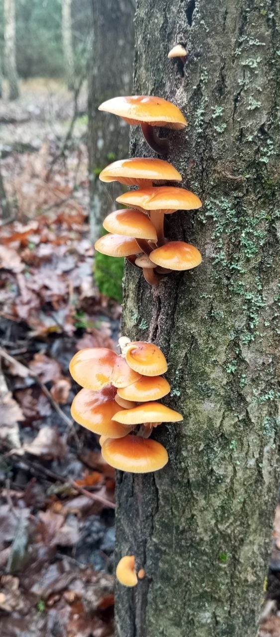 Опеньок зимовий (Flammulina velutipes). Фото: Ківерцівський національний природний парк «Цуманська пуща»