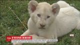 В чешском зоопарке представили редких белых львят, родившихся там в мае