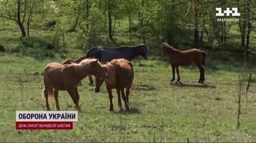 Считалось, что они вымерли! В Полесье восстанавливают популяцию аборигенных лошадей