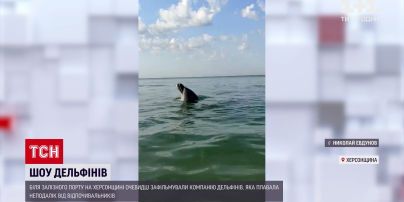 Новости Украины: в Железном Порту дельфины устроили шоу