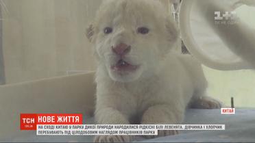 В китайском парке дикой природы показали редких белых львят