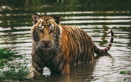 В России тигр загрыз в лесу мужчину, который собирал шишки