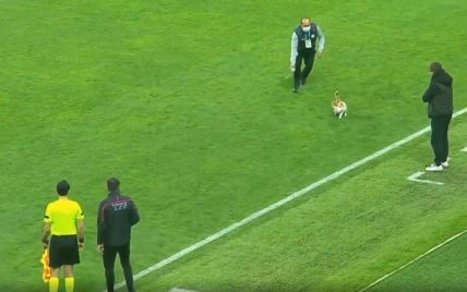 Игру не испортил: кот ворвался на футбольное поле в Турции и стал звездой матча (видео)
