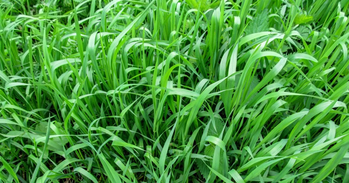 Як позбутися пирію