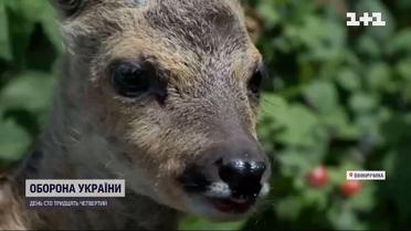 Дикого "Джавелина" спасли в Винницкой области