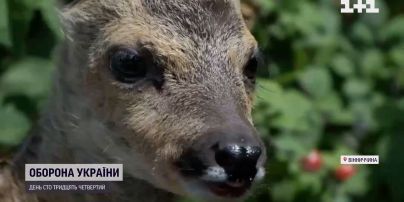 Дикого "Джавеліна" врятували на Вінниччині