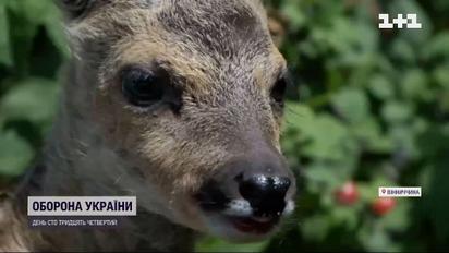 Дикого "Джавеліна" врятували на Вінниччині