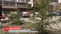 Киевляне высадили во дворе елки, которые в горшках украшали квартиры на новогодние праздники
