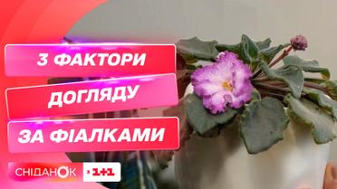 Правильный уход за фиалками: 3 фактора, чтобы растения жили, а не выживали