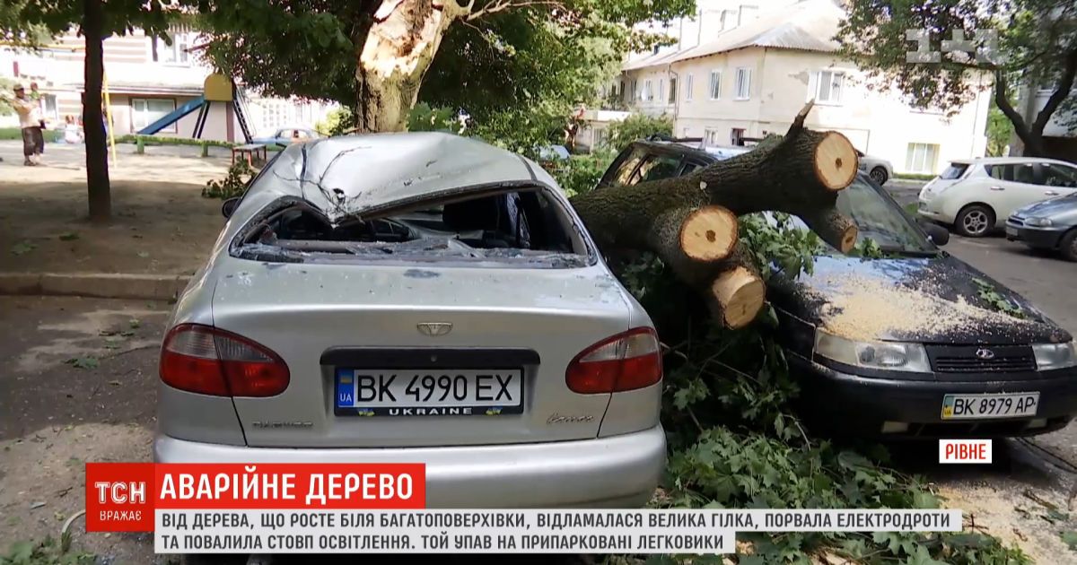 Аварийное дерево в Ровно: одна ветка повредила сразу четыре машины