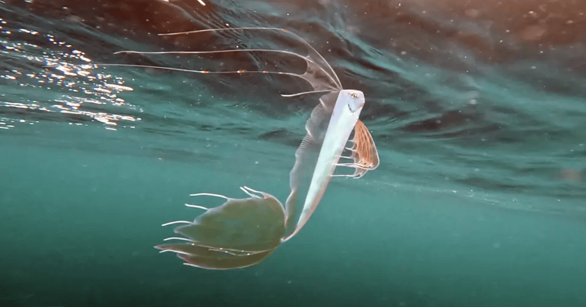 Король лососів