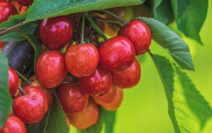 Урожай ягід та фруктів: якими будуть ціни після морозів та злив, та як фермерам уберегтися від ризиків
