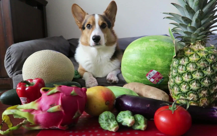 Негативные реакции на фрукты и овощи у собак