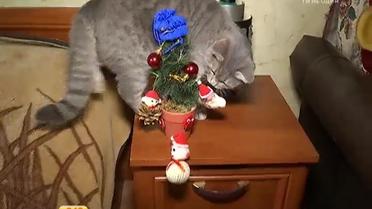 Убезпечити новорічну ялинку від котів можна за допомогою фольги та ефірного масла