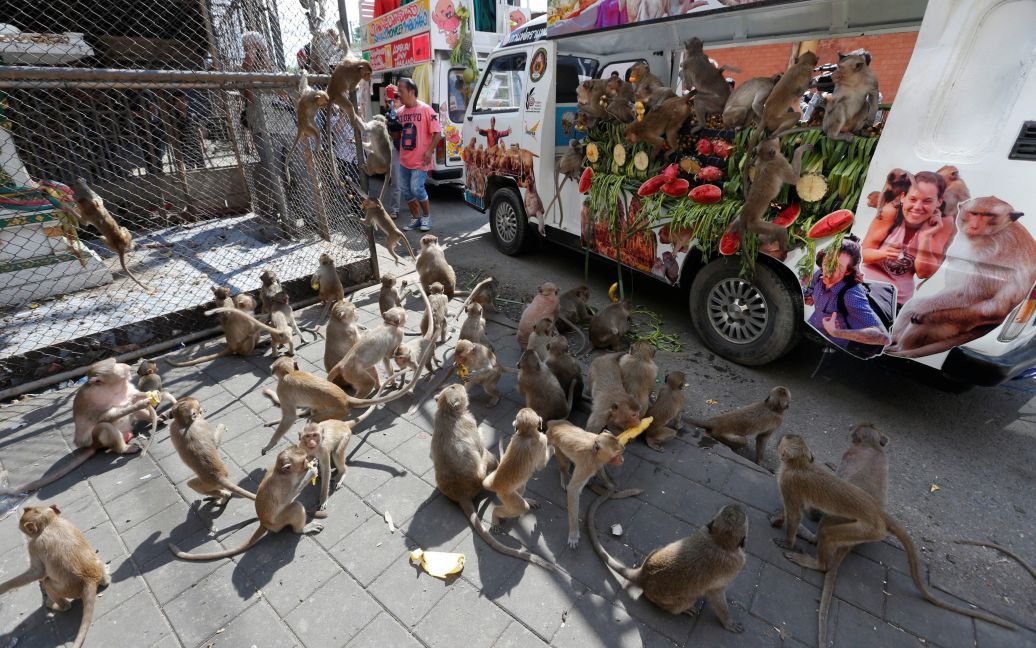 Зграї мавп ласують фруктами, які їм залишили тайці / © Reuters