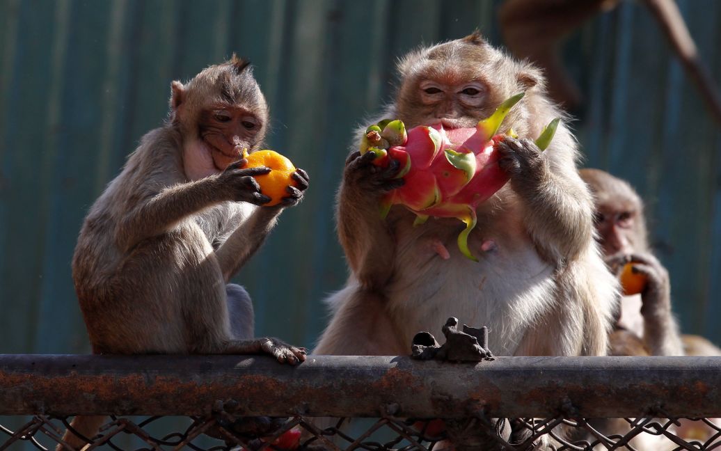 Зграї мавп ласують фруктами, які їм залишили тайці / © Reuters