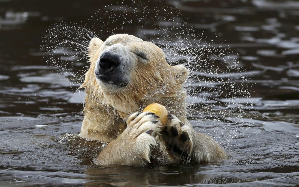 Семилетний полярный медведь выходит из ледяного пруда в парке дикой природы &ldquo;Хайленд Парк&rdquo; в Шотландии. / © Reuters