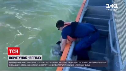 Новости мира: американская береговая охрана отпустила спасенных черепах в дикую природу