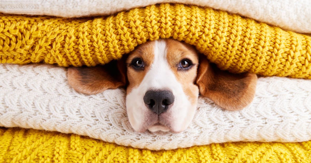 Відпустка з песиком: що взяти у дорогу для улюбленця