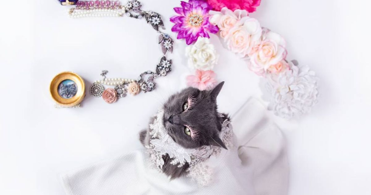 Кошку спасли от смерти / © instagram.com/pussinglam
