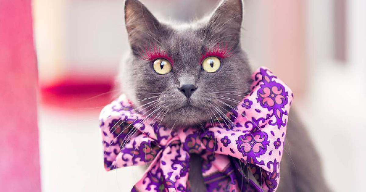 Кошку спасли от смерти / © instagram.com/pussinglam