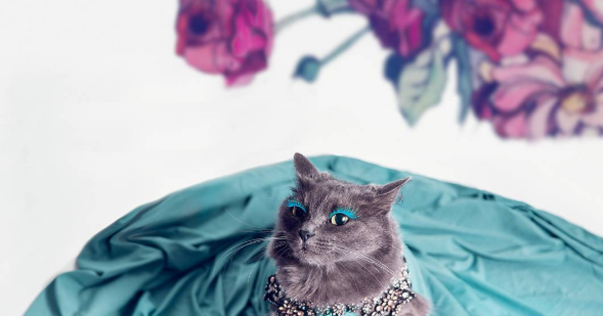 Кошку спасли от смерти / © instagram.com/pussinglam