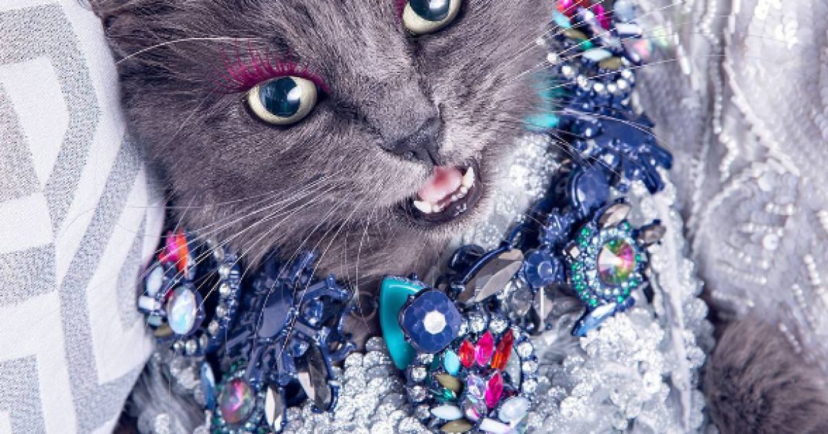 Кошку спасли от смерти / © instagram.com/pussinglam