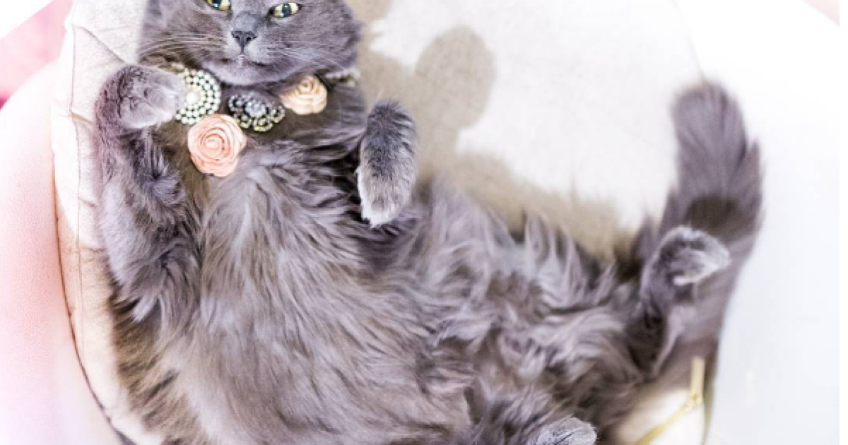 Кошку спасли от смерти / © instagram.com/pussinglam