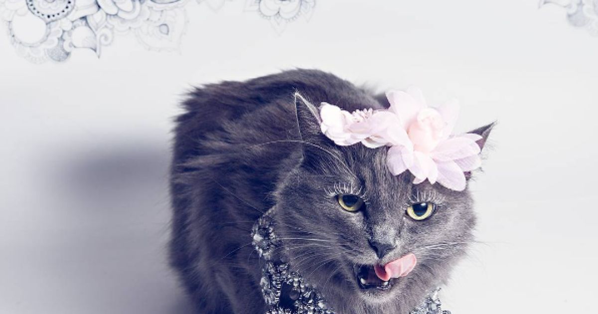 Кошку спасли от смерти / © instagram.com/pussinglam